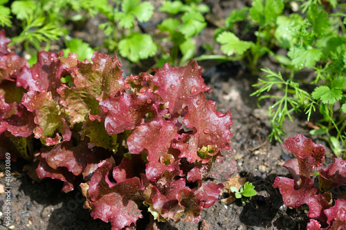 Young leaves of red lettuce grow on the ground. Growing lettuce in the garden. Red lettuce leaves top view.