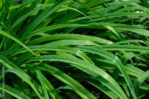 Lily leaves background. Green leaves with water droplets shimmering in the sun. elongated leaves, bush in the garden. Green day lily bush without flower.
