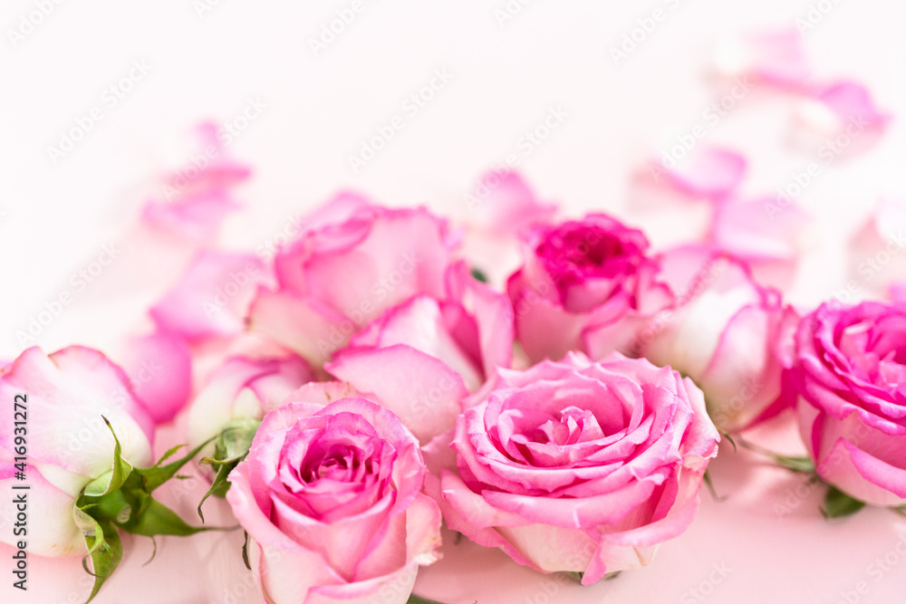 Pink roses Pink roses