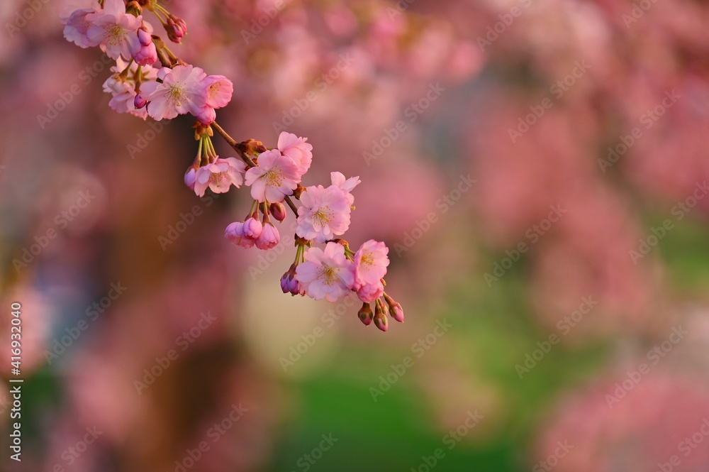 Spring background. Beautiful flowering tree with natural colors. Spring background. Beautiful flowering tree with natural colors.