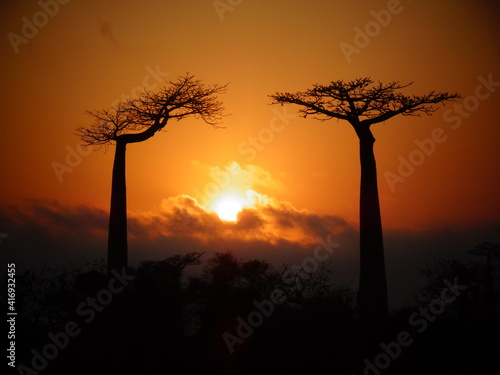 Baobab trees at sunrise at the avenue of the baobabs in Morondava (Madagascar)