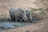 A White Rhino and her grown calf in a mud pool on a safari in South Africa 