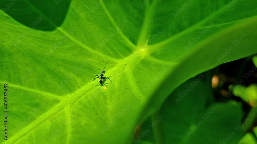 A small ant and a big green leaf close-up macro footage. A small ant and a big green leaf close-up macro footage.