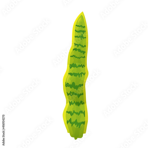 The sansevieria plant isolated on white background. Vector illustration of houseplants
