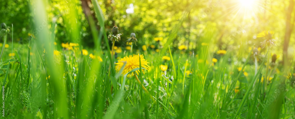 Green field with yellow dandelions шт spring on the ground