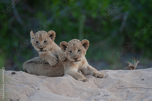 Obraz na plátne 2 Lion cubs seen on a safari in South Africa