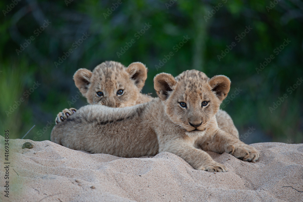 Naklejka premium 2 Lion cubs seen on a safari in South Africa
