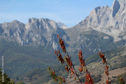Mountains in the background with a closeup of some plants