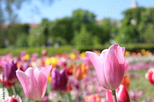 Tulips of different colors on a garden