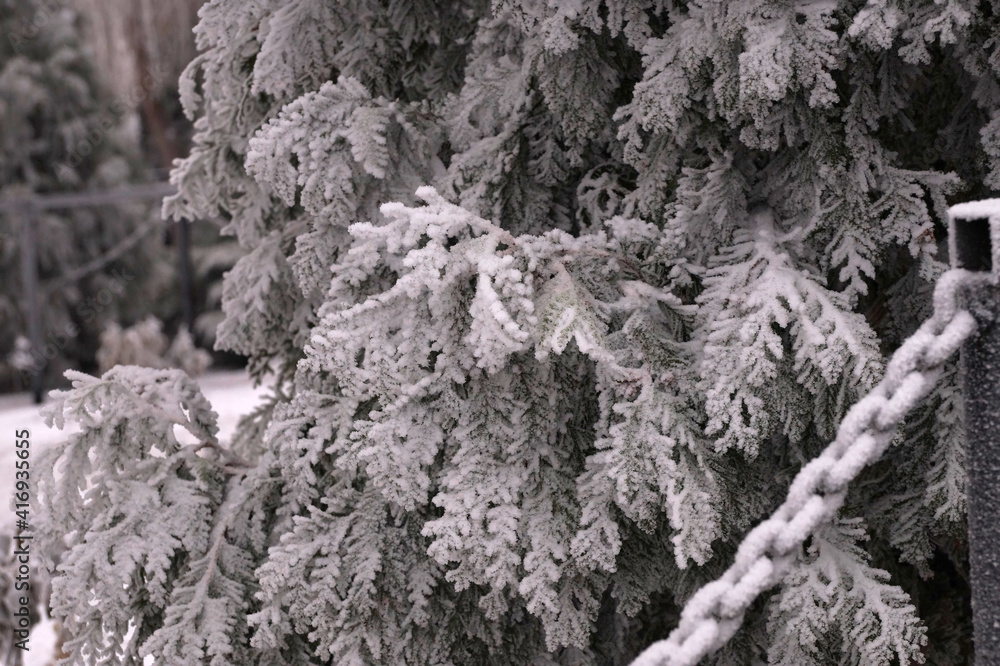 Frosted branch of the thuja tree in the city park Frosted branch of the thuja tree in the city park