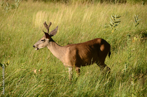 Profile of Male Deer in Long Grass