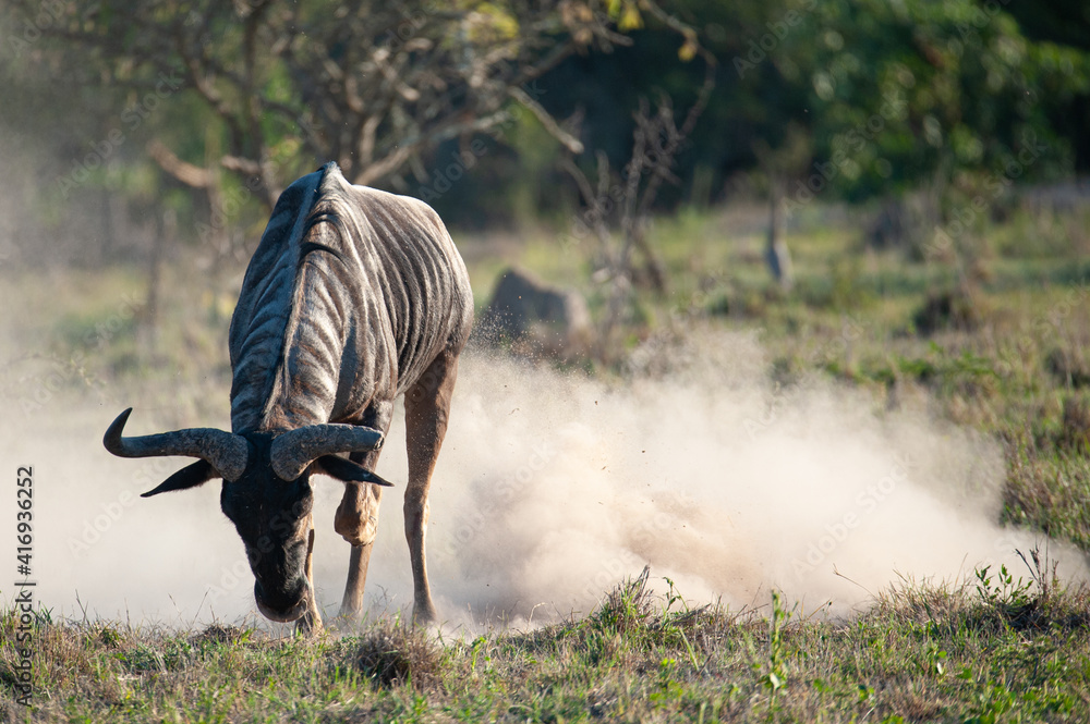 A Wildebeest bull scraping the ground to mark his territory, on a safari in South Africa A Wildebeest bull scraping the ground to mark his territory, on a safari in South Africa