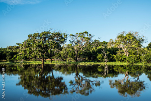 Reflecting Trees in Sri Lanka