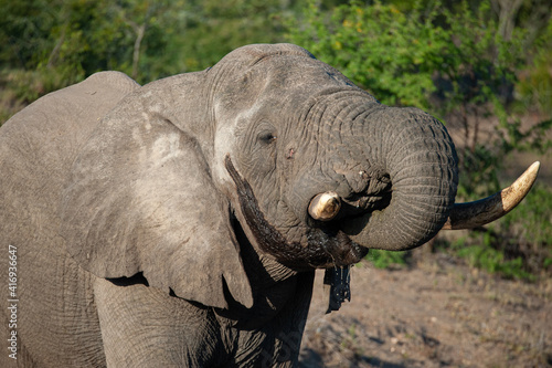 Canvas Print An Elephant Bull in Musth, having a drink of water on a safari in South Africa
