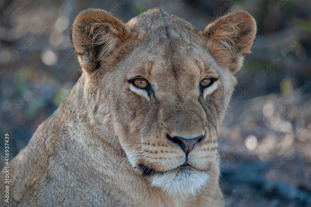 Naklejka premium A young female Lion seen on a safari in South Africa