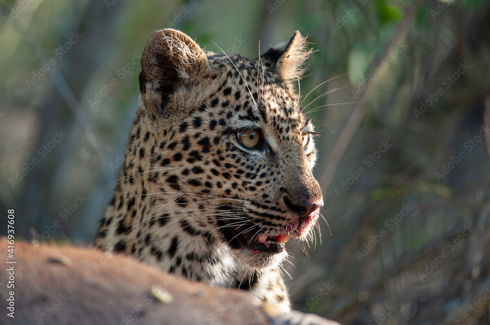 Naklejka premium An orphaned young Leopard seen scavenging on a Cape Buffalo carcass on a safari i South Africa