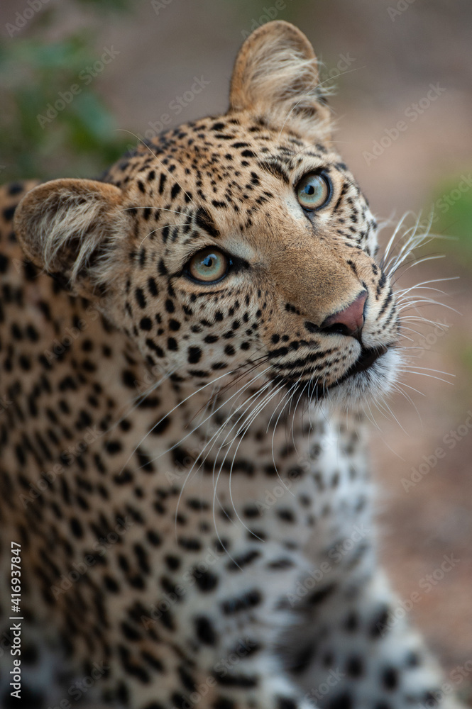 Portrait of a young female Leopard seen on a safari in South Africa Portrait of a young female Leopard seen on a safari in South Africa