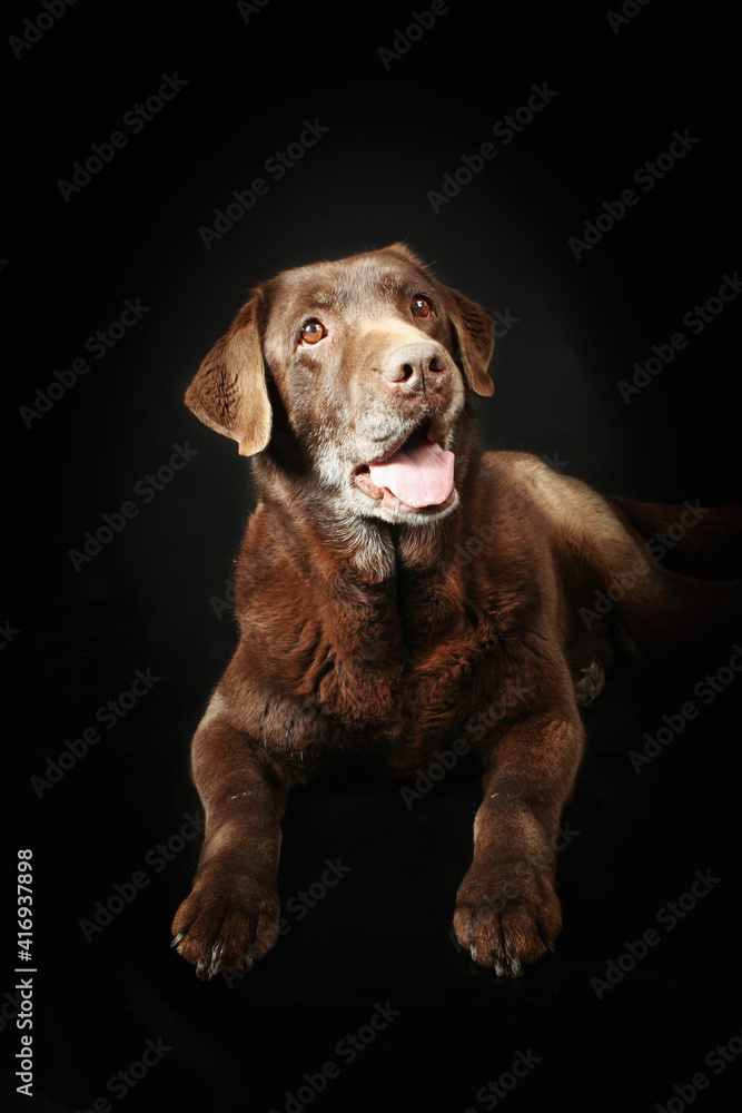 brown old labrador isolated on black 