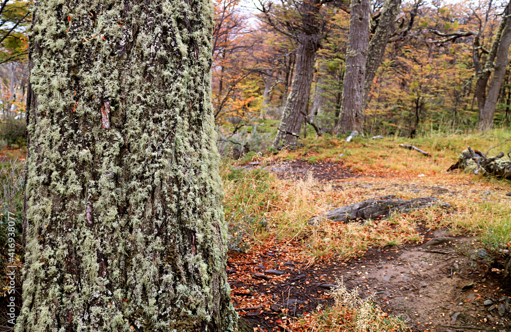 Obraz premium Closeup a Tree Trunk Covered with Beard Lichen with Fall Foliage in the Backdrop, Tierra del Fuego National Park, Ushuaia, Patagonia, Argentina