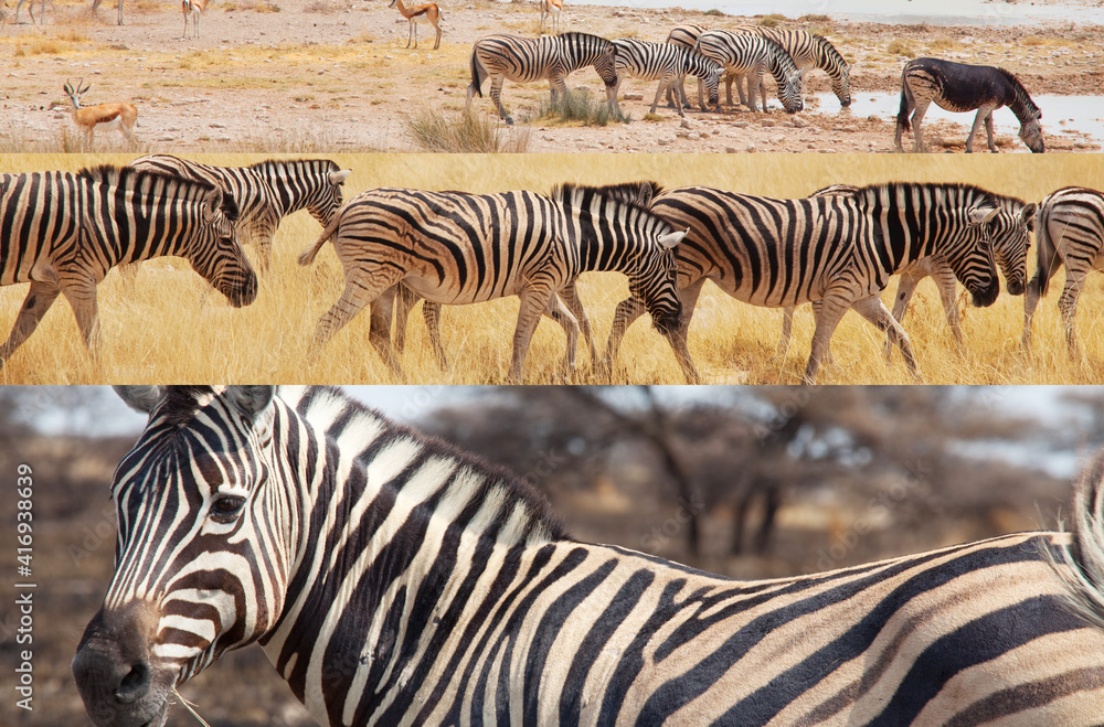 Fototapeta premium Zebra collage