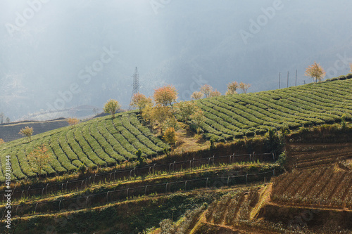 Mountain tea plantation, Sapa region, Vietnam