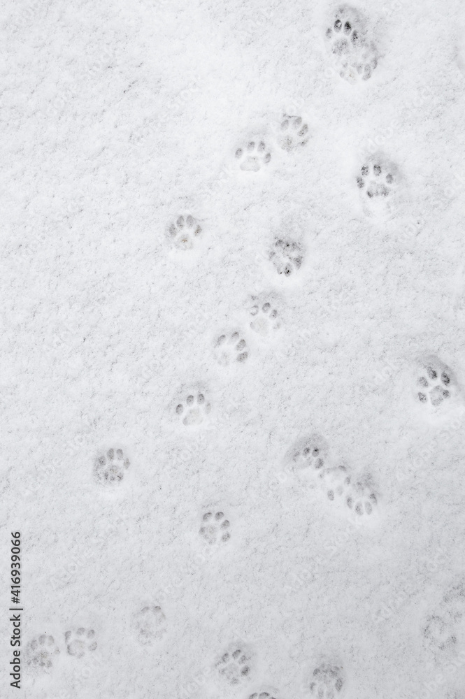 winter background: fresh clean even snow, large snowflakes, cat footprints winter background: fresh clean even snow, large snowflakes, cat footprints