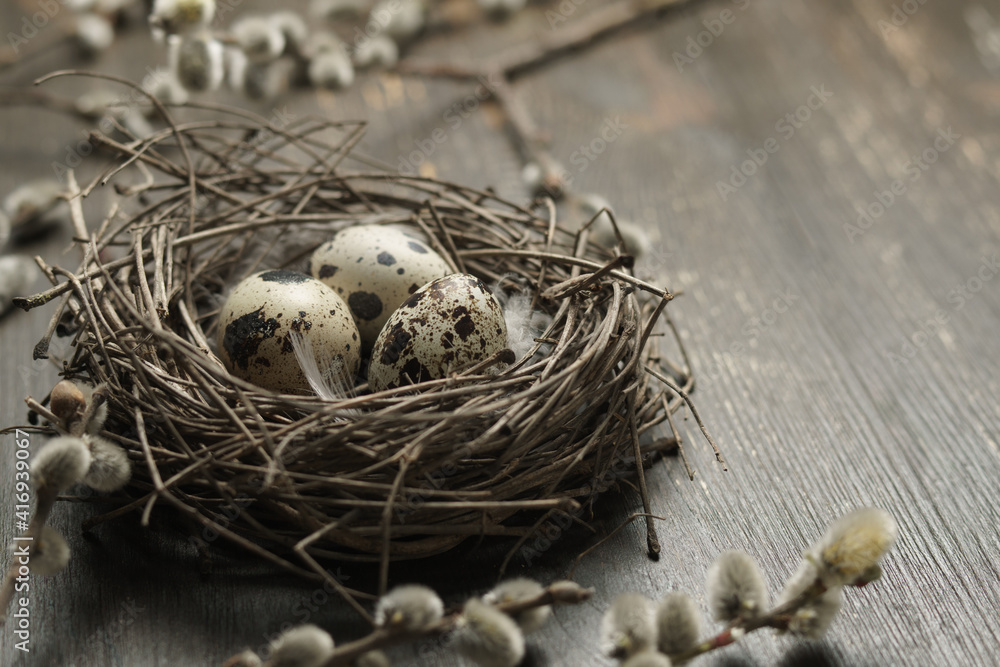 Quail easter eggs in nest with willow branches on rustic wood table with copy space.