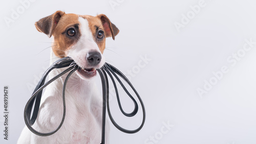 The dog holds a leash in his mouth on a white background. Jack russell terrier calls the owner for a walk. photo