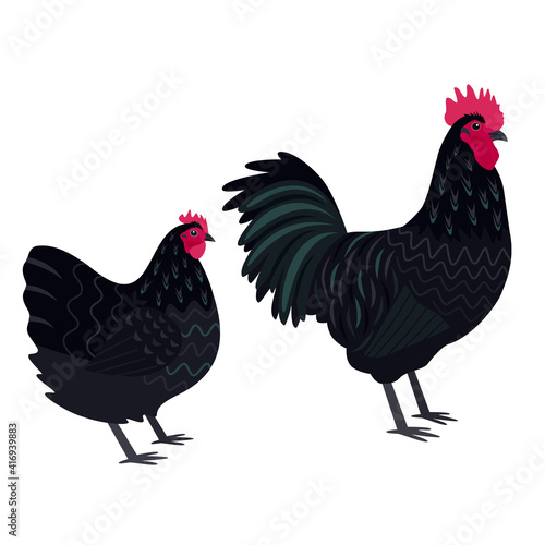 Australorp Breed of chickens Vector illustration Isolated objects