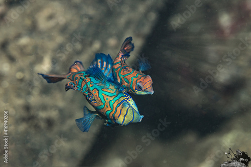 Mandarinfishes mating, shot from above. Banda Neira, Indonesia photo