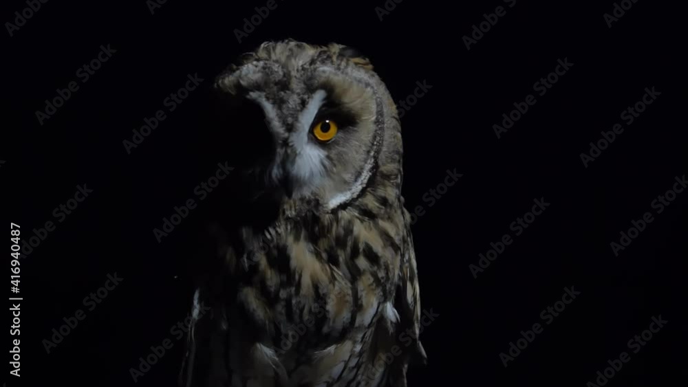 A long-eared Owl on a black background turns its head and blinks with huge orange eyes, while the feathers beautifully shimmer and sway. Portrait Close-up in profile. The symbol of wisdom. A long-eared Owl on a black background turns its head and blinks with huge orange eyes, while the feathers beautifully shimmer and sway. Portrait Close-up in profile. The symbol of wisdom.