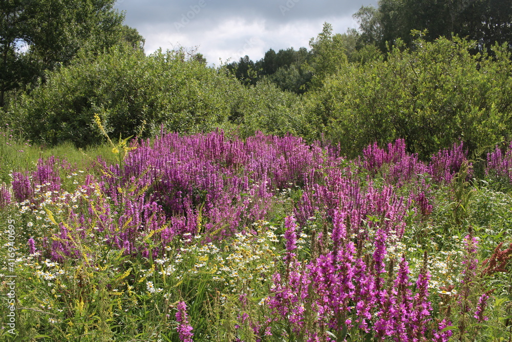 Naklejka premium pink bright flowers grow in the forest in the green grass in the meadow
