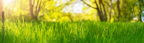 Fresh green grass background in sunny summer day