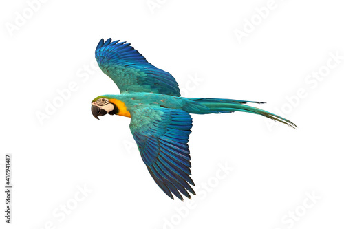 Beautiful macaw parrot flying isolated on white