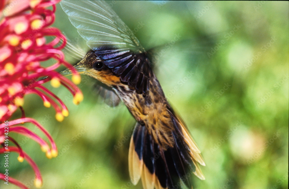Fototapeta premium kolibri planalto hermit feeding on a flower
