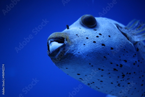 tropical predatory fish with large teeth swims in a marine aquarium