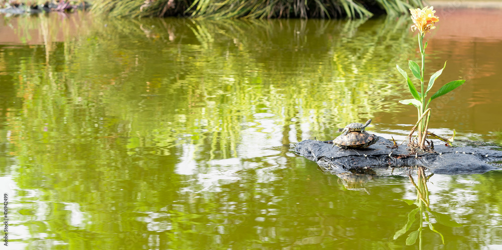 Baby turtle riding on mommy turtles back. Mother and child turtle. Baby turtle playing horseback riding with parent turtle Baby turtle riding on mommy turtles back. Mother and child turtle. Baby turtle playing horseback riding with parent turtle