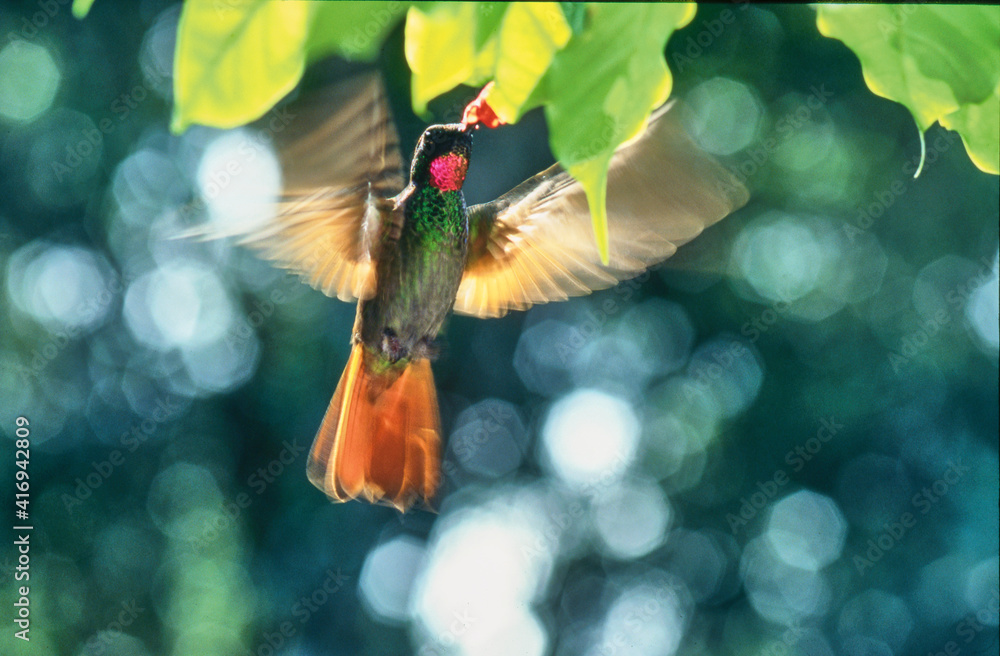 Fototapeta premium hummingbird brazilian ruby male feeding on a flower