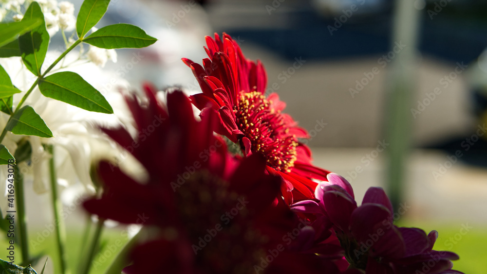 Spring flowers in bright sunlight with shadows Spring flowers in bright sunlight with shadows
