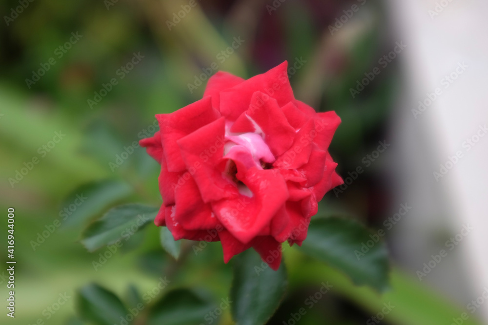 red rose flower red rose flower