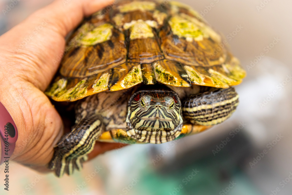 Naklejka premium turtle on a rock