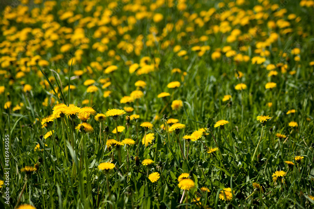 A field of yellow dandelions with a blurred background.