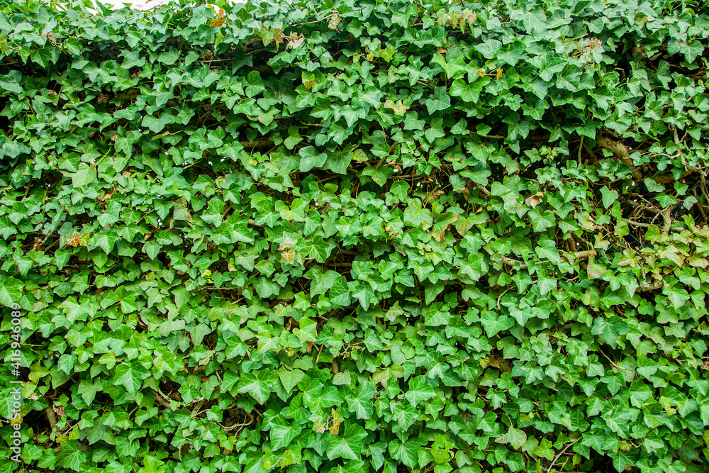 Common ivy. Abstract green leaves natural wall. foliage plant background. Hedge wall of green leaves. Green plant texture.