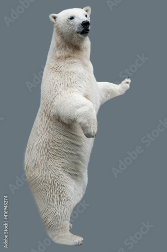 Polar Bear (Ursus maritimus) close up