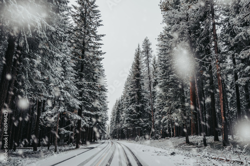 Rim Drive, the road around Crater Lake, as snow falls through the pine trees, a winter landscape, at Crater Lake National Park, Oregon, United States.