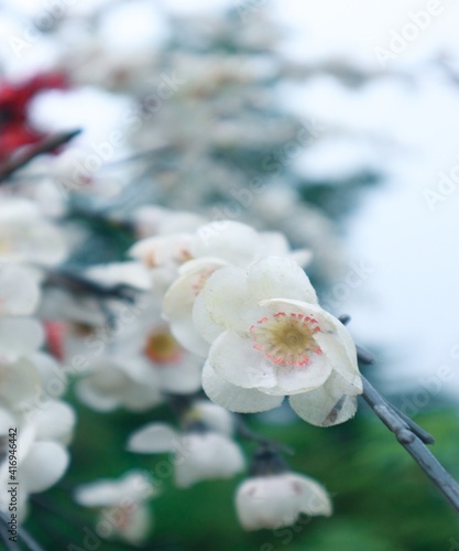 cherry blossom in snow