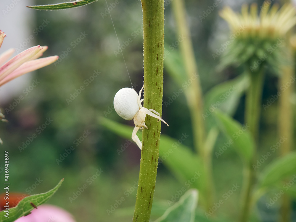 White widow spider (Latrodectus pallidus) on green stem with spider web White widow spider (Latrodectus pallidus) on green stem with spider web