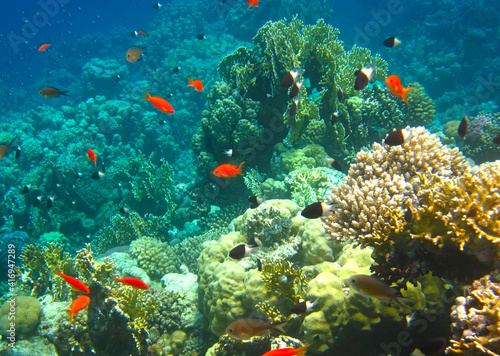 Fototapeta Naklejka Na Ścianę i Meble -  Colorful fish and corals of the Red Sea, Egypt, Sharm el Sheikh