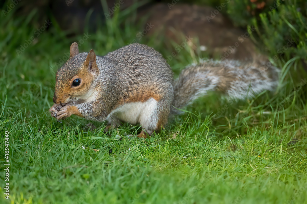 Grey Squirrel on the grass in Scotland, close up Grey Squirrel on the grass in Scotland, close up
