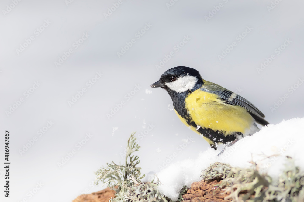 Obraz premium Winter nature and bird. White snow background. Bird: Great tit. 